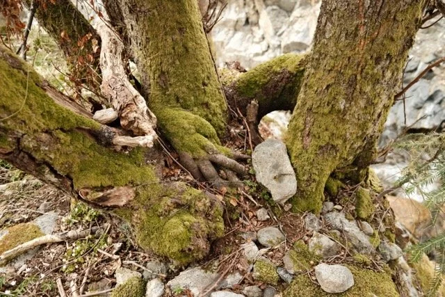 DSCF0292 – middels.jpeg