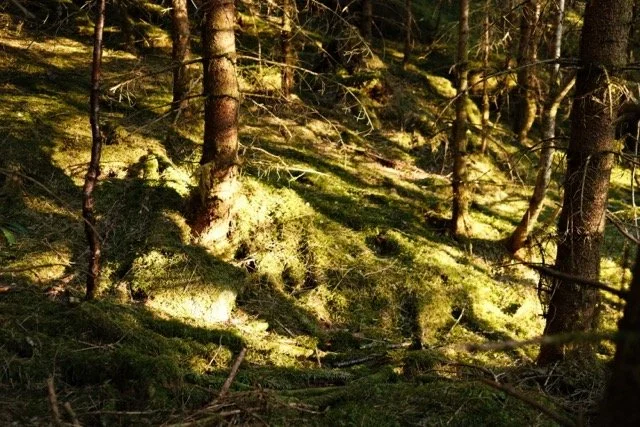 DSCF0207 – middels.jpeg