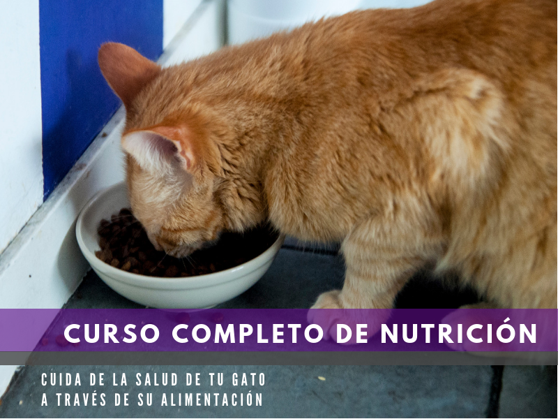 Copia de EVENTOS_princ_CURSOS.png