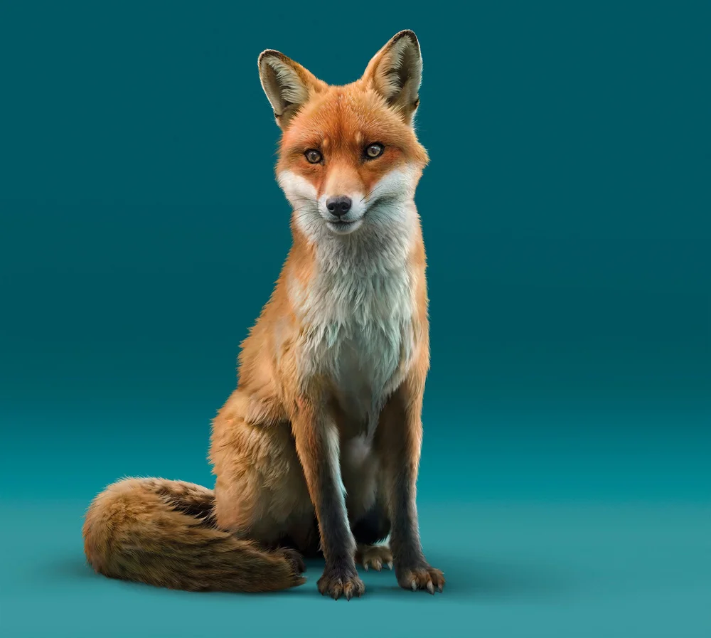NOW - ILLUSION CGI STUDIO