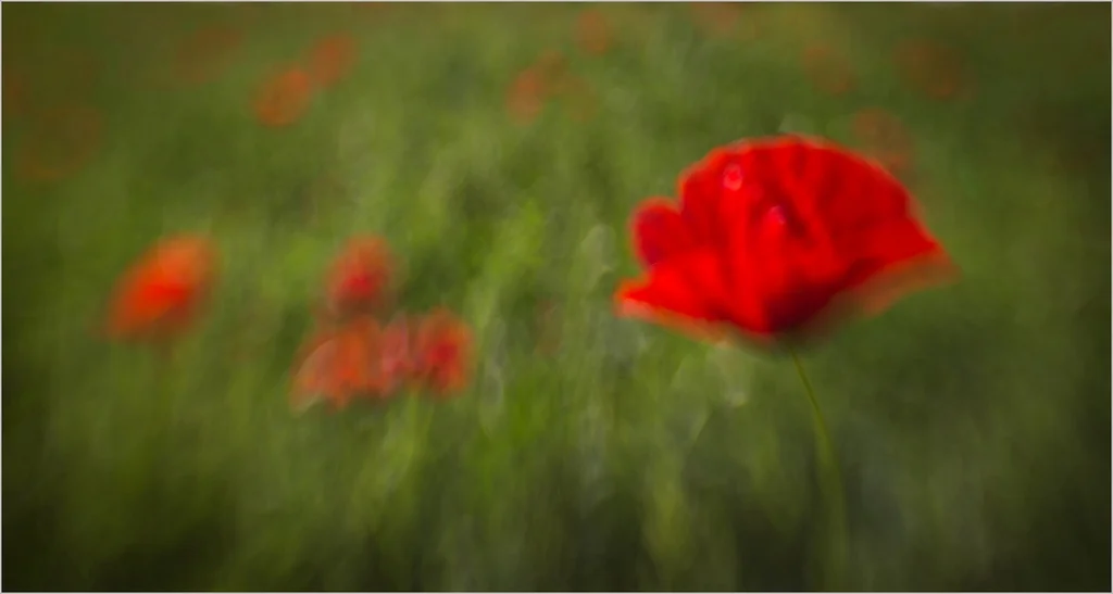 247_Poppy Imressions_Nicky Pascoe ARPS