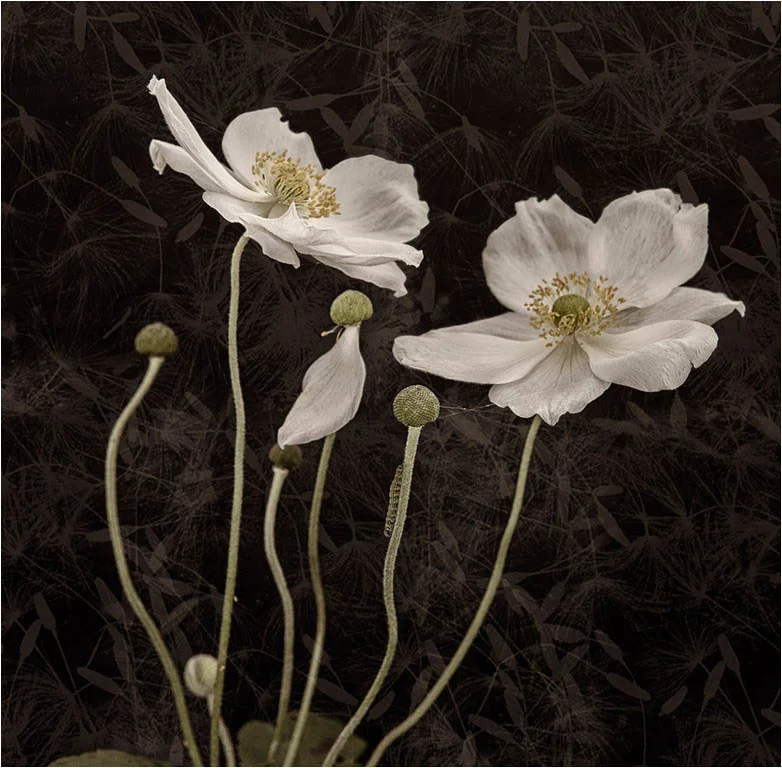 247_Last of the Summer_Fay Bowles ARPS
