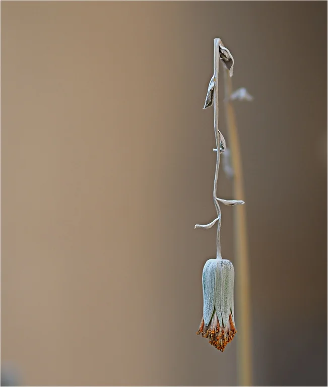 42 Senecio © Barbara Hawkins