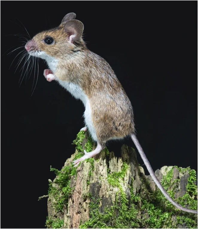 62 Mouse ©RoyLinstead