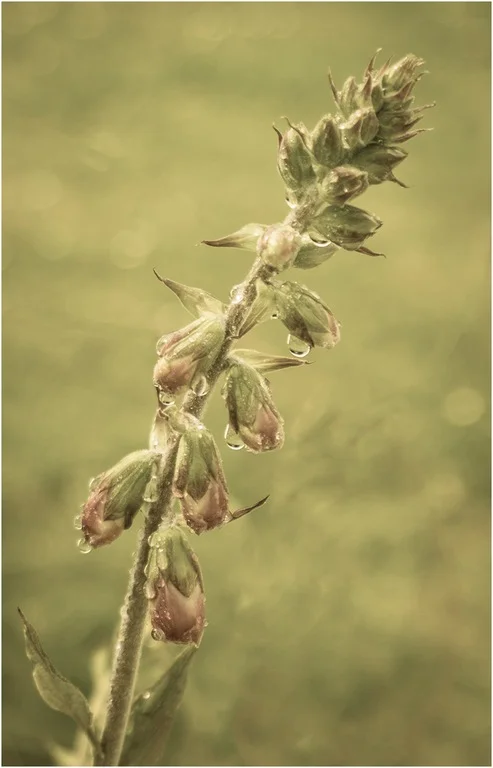 71 After the Rain © Karen Coller