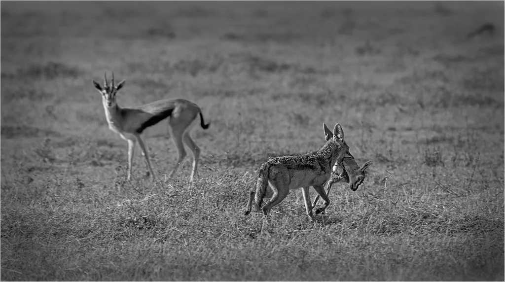 CIRCLE OF LIFE © Ian Francis
