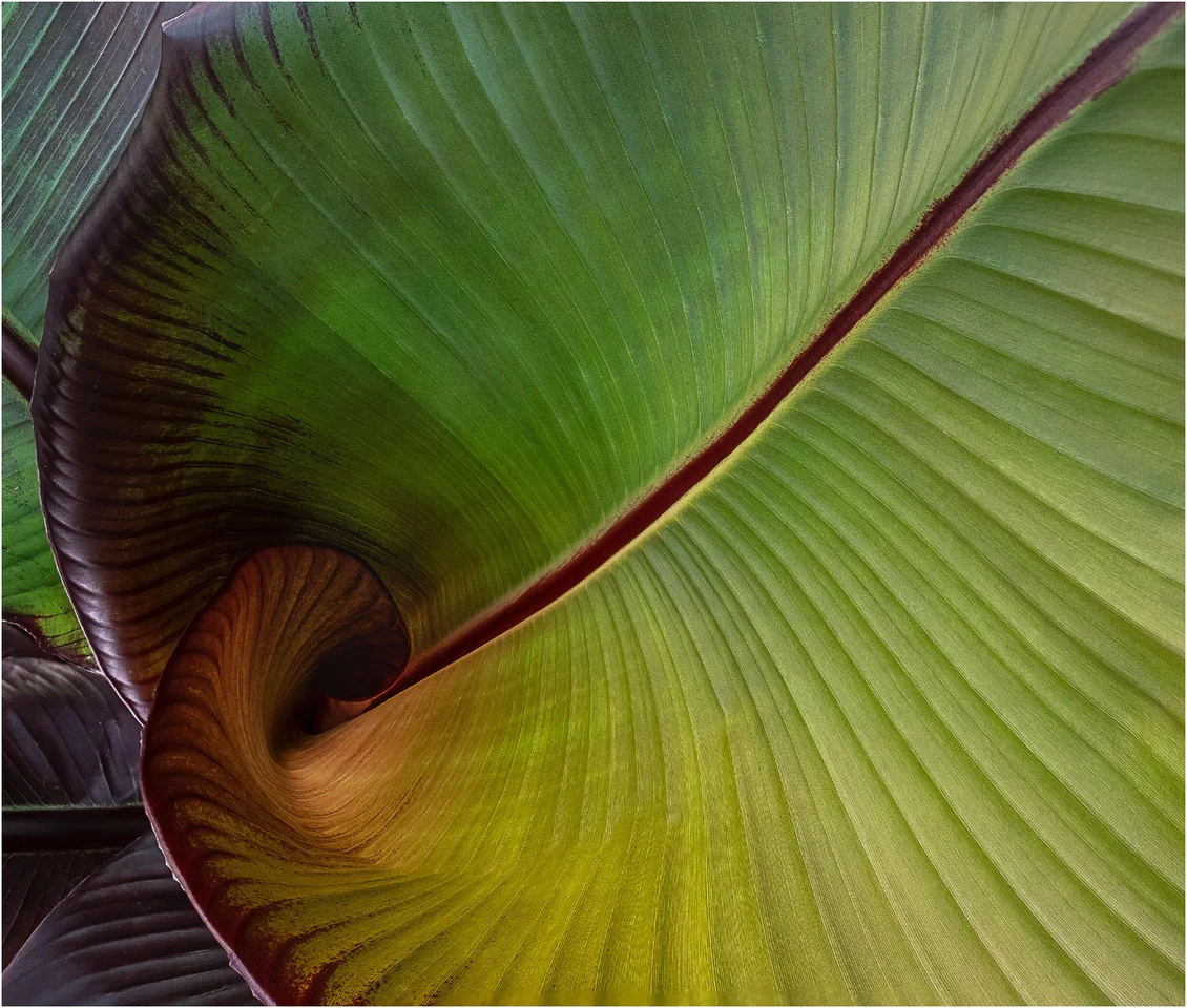 Banana Leaf © John Taylor