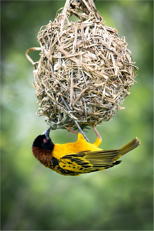 Weaver Bird © Jim Budd.jpg