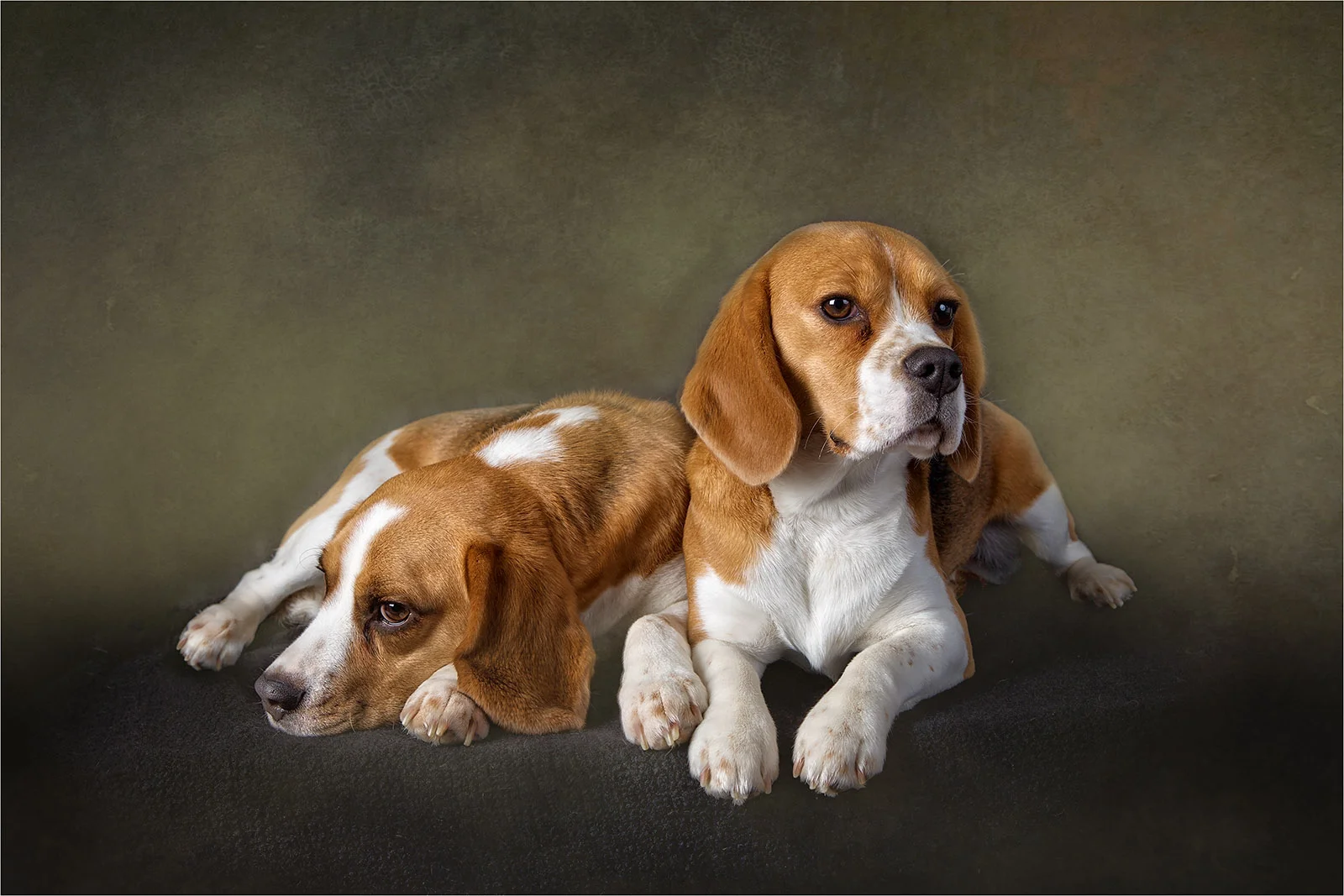 Luna and Buddy © Catherine Dashwood