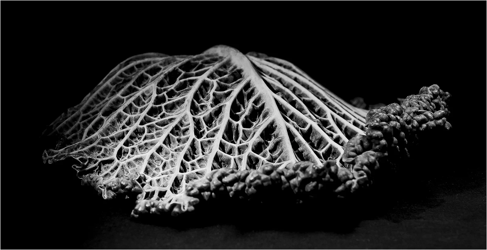 Savoy leaf © Vicky Bath