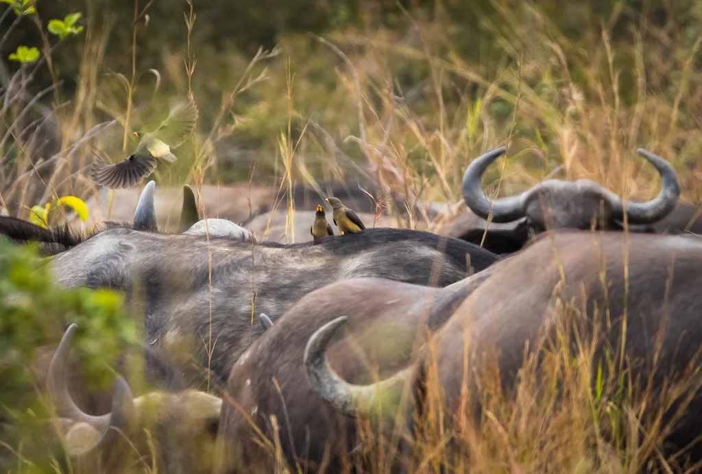 Oxpeckers with cape buffalo © Klaus Eberlin