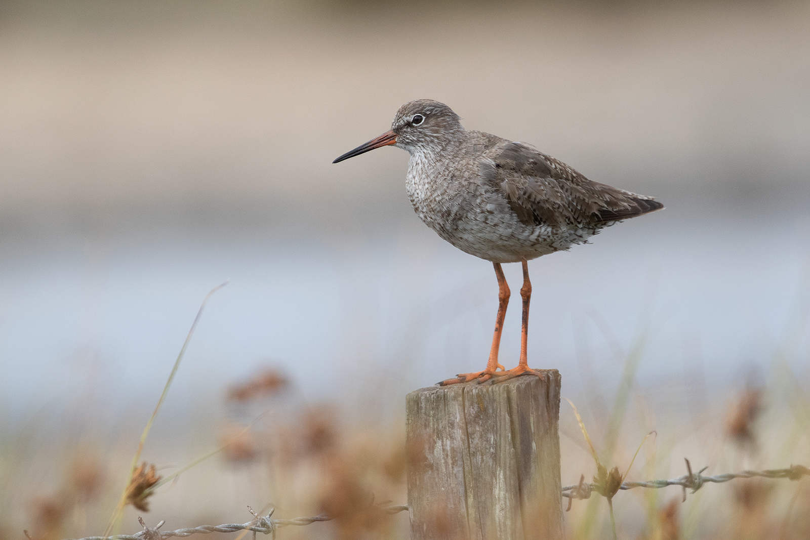 232 - Redshank.jpg