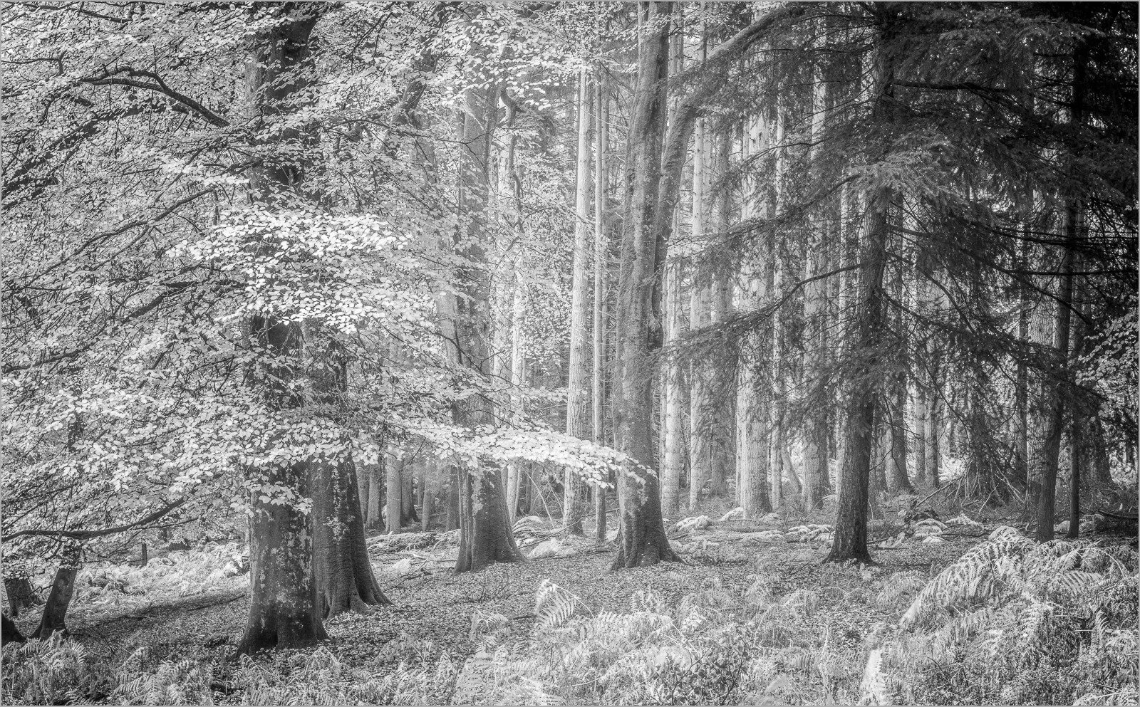 Enchanted Woodland © Jim Pascoe BA(Hons) ABIPP ARPS