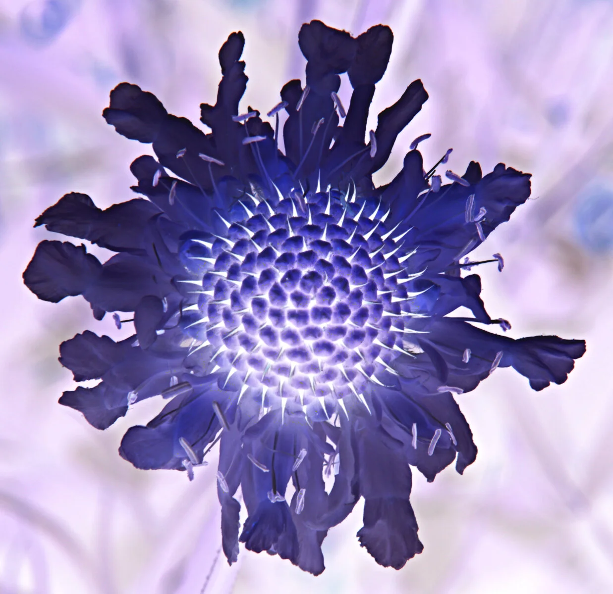 prickley flower© Terry James