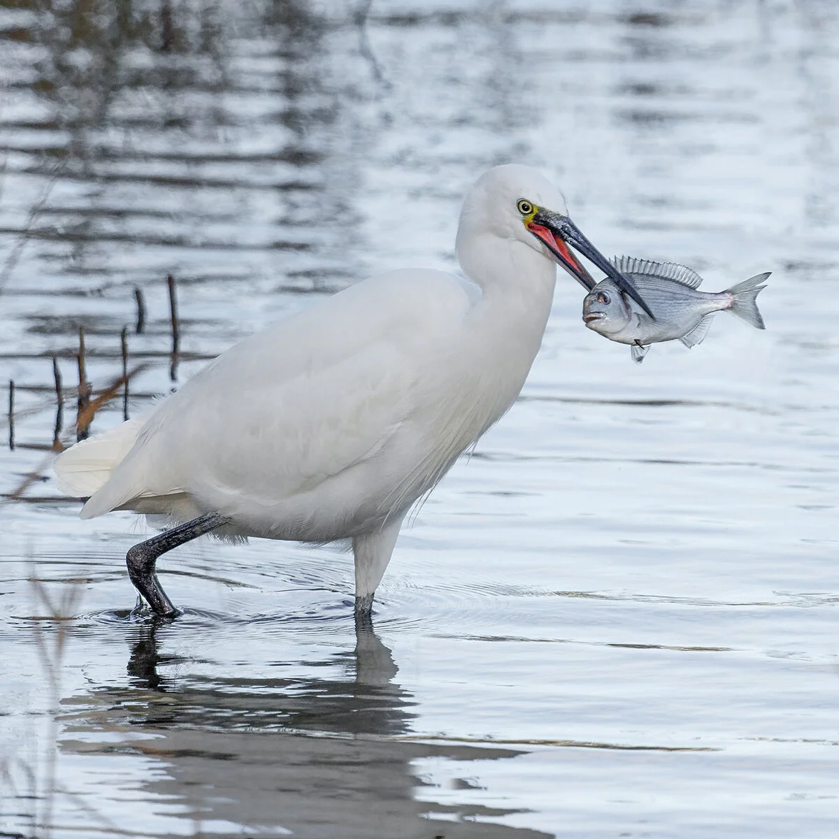 Sea Bream meets Little Egret © Jim Budd