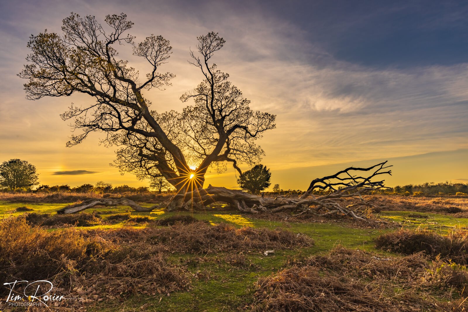 New Forest Sunrise