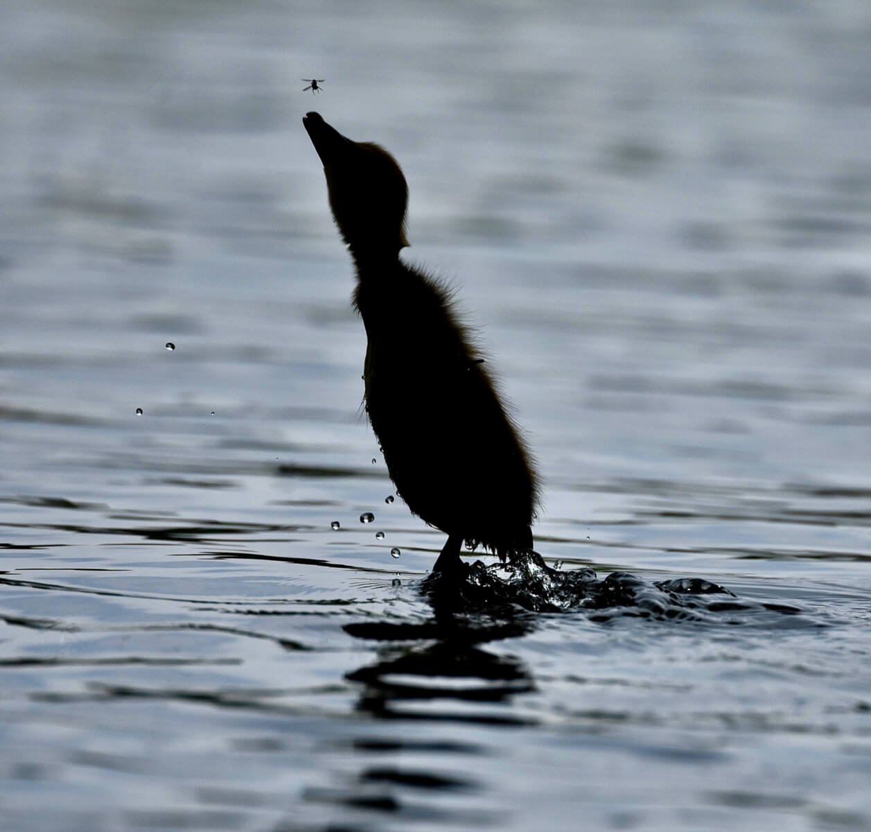 Idalina Robinson_Baby Duckling tries to catch a fly_1.jpg