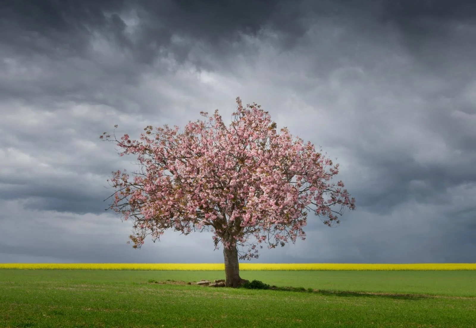Blossom against the storm - Idalina Robinson