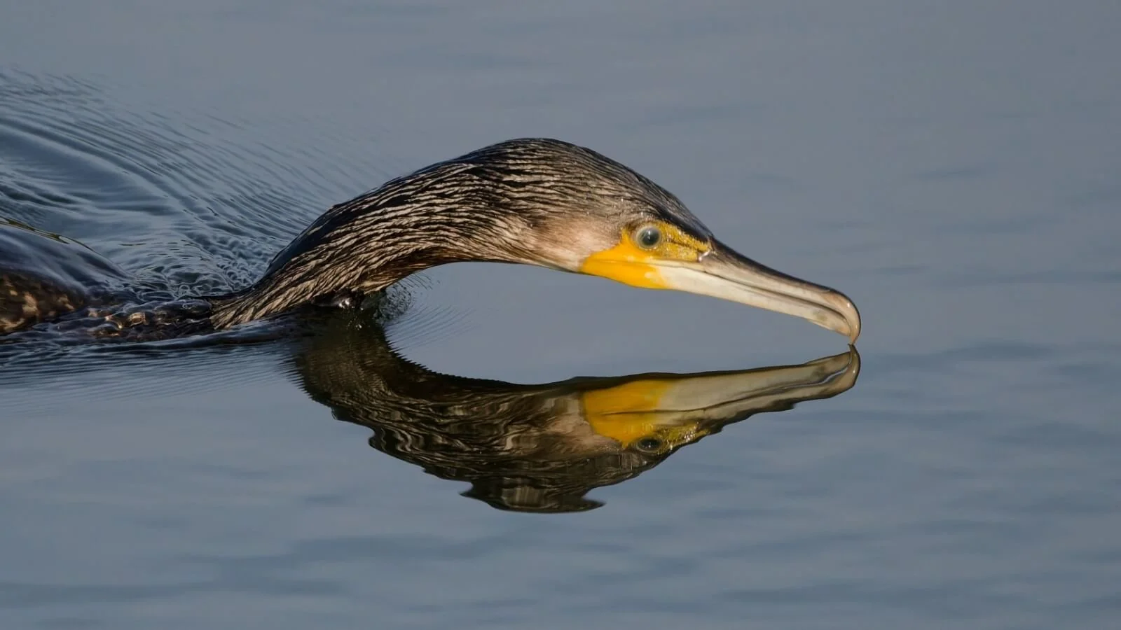 Cormorant about to dive - John Huntley
