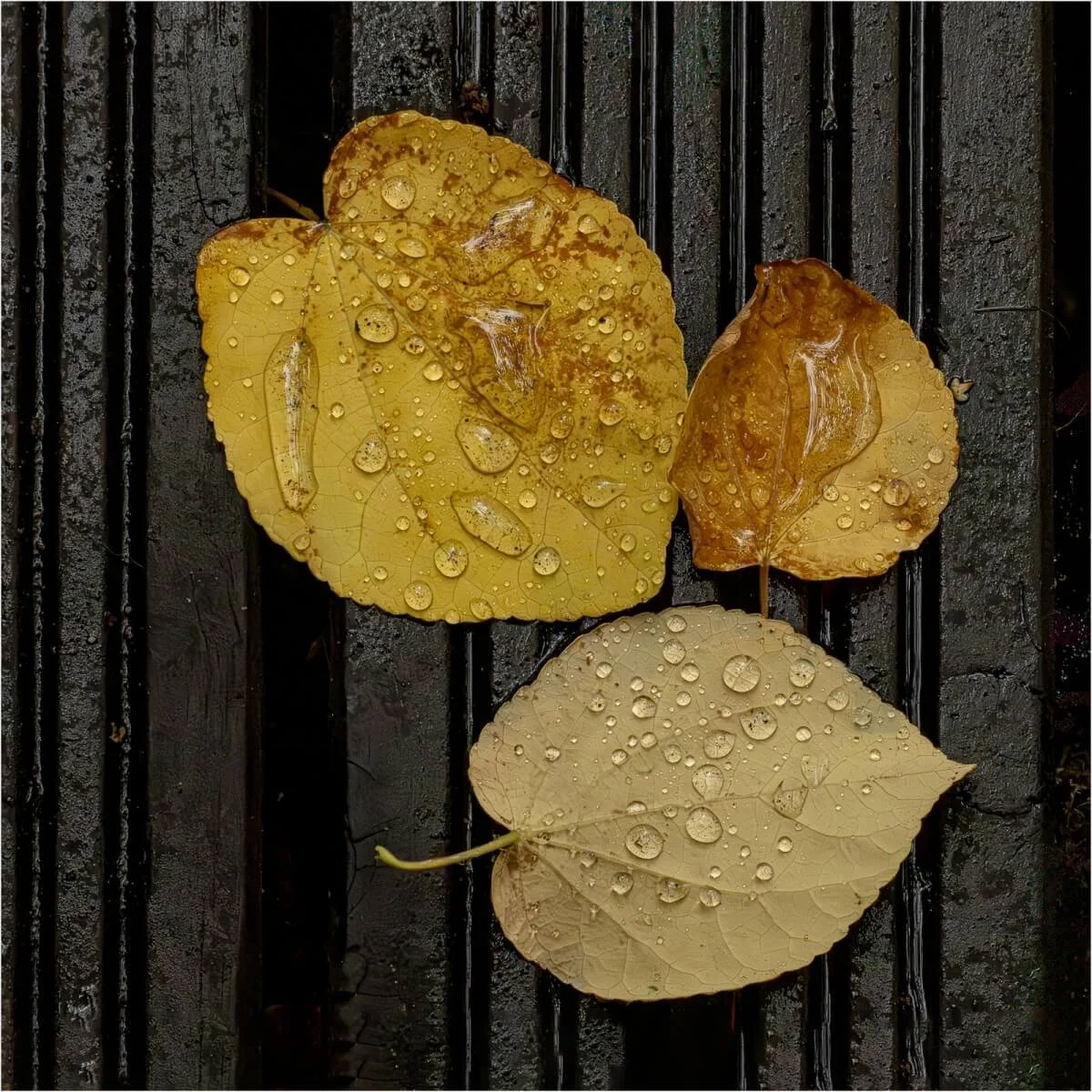 Three Leaves - Karen Lodwidge