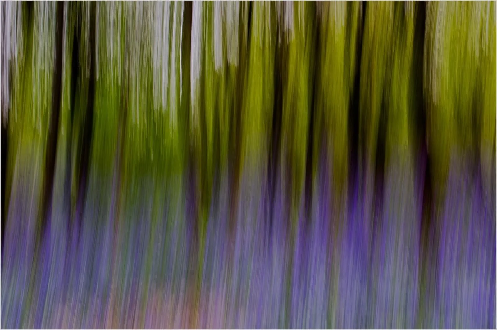 Bluebell Woods - Roger Stone
