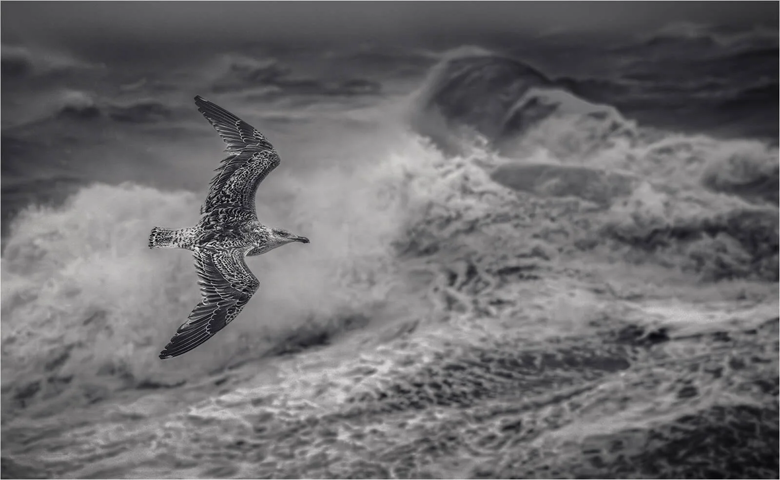 A Gull Against the Elements, Newhaven Storm - Tony White