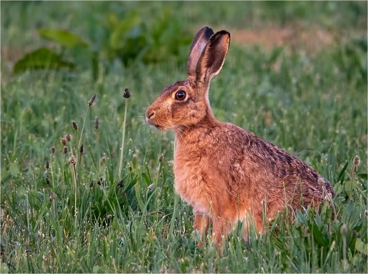 The Sentinal on Alert - Laura White