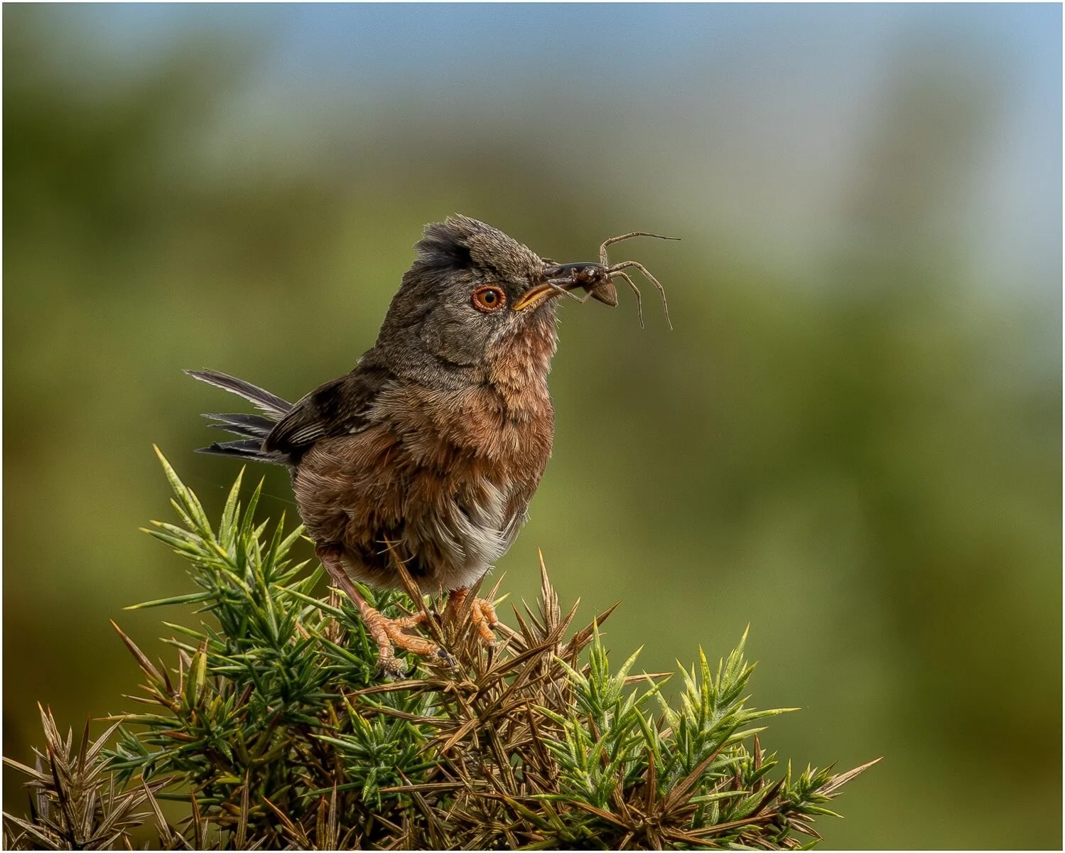 3rd - Dartford Warbler - Karen Lodwidge