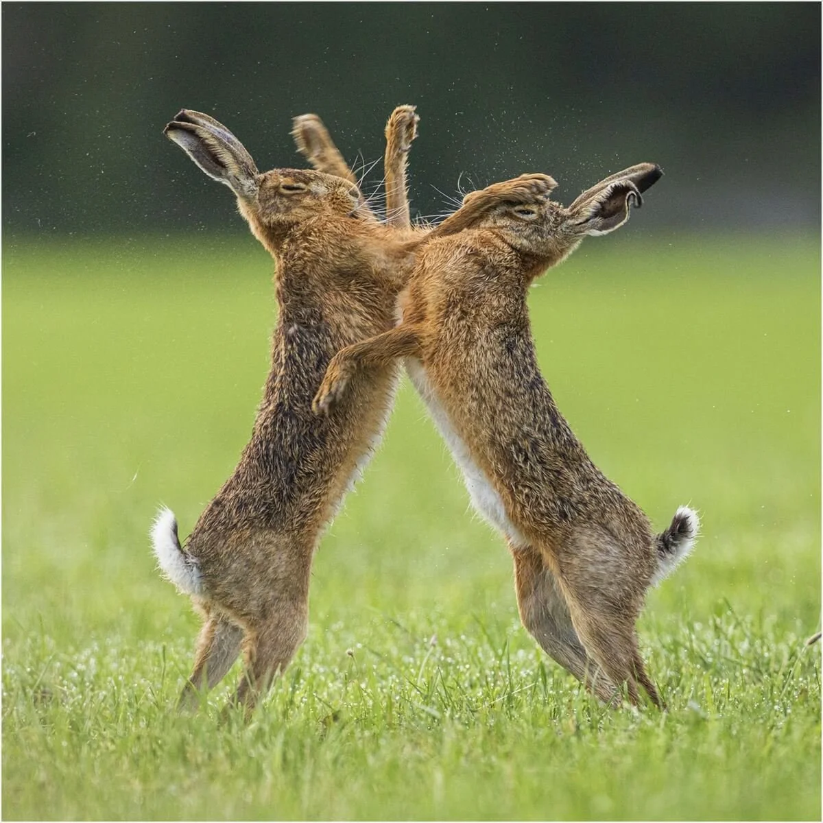Boxing Brown Hares - Keith Thomson