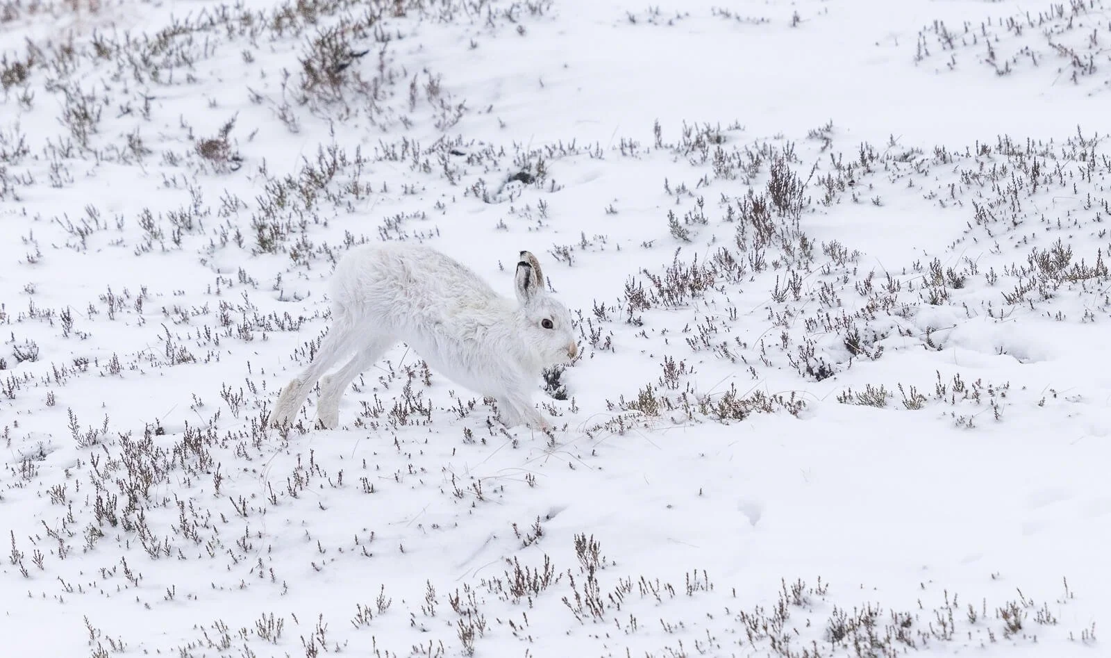 Mountain Hare Stretching - Nicky Pascoe