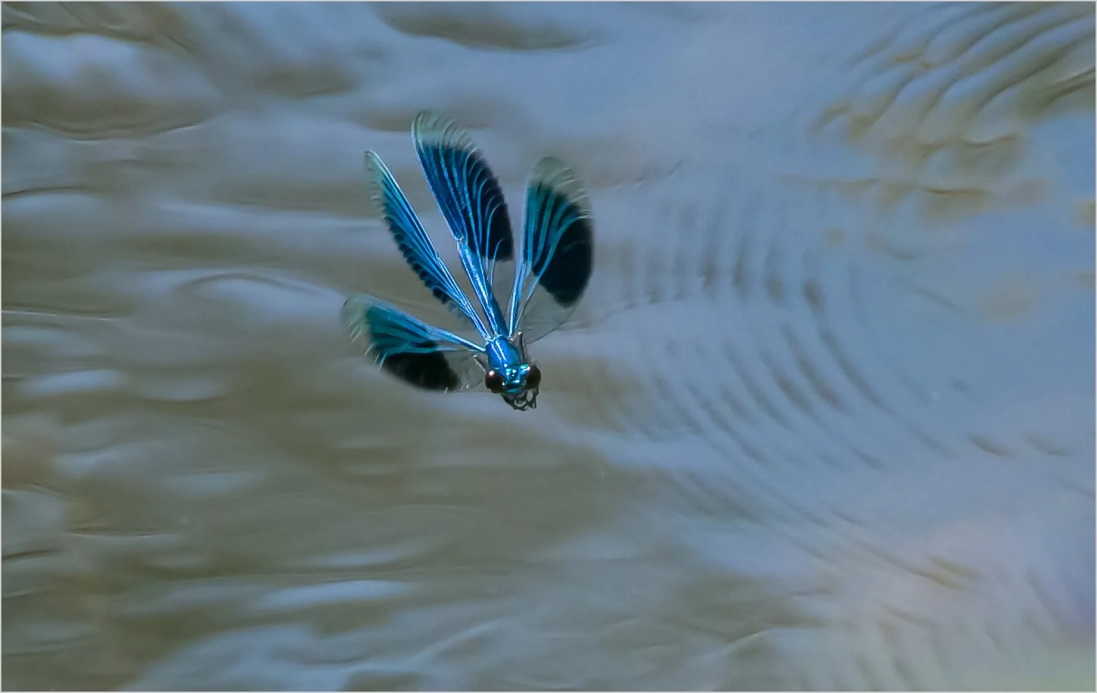 Young Male Demoiselle - Roger Stone