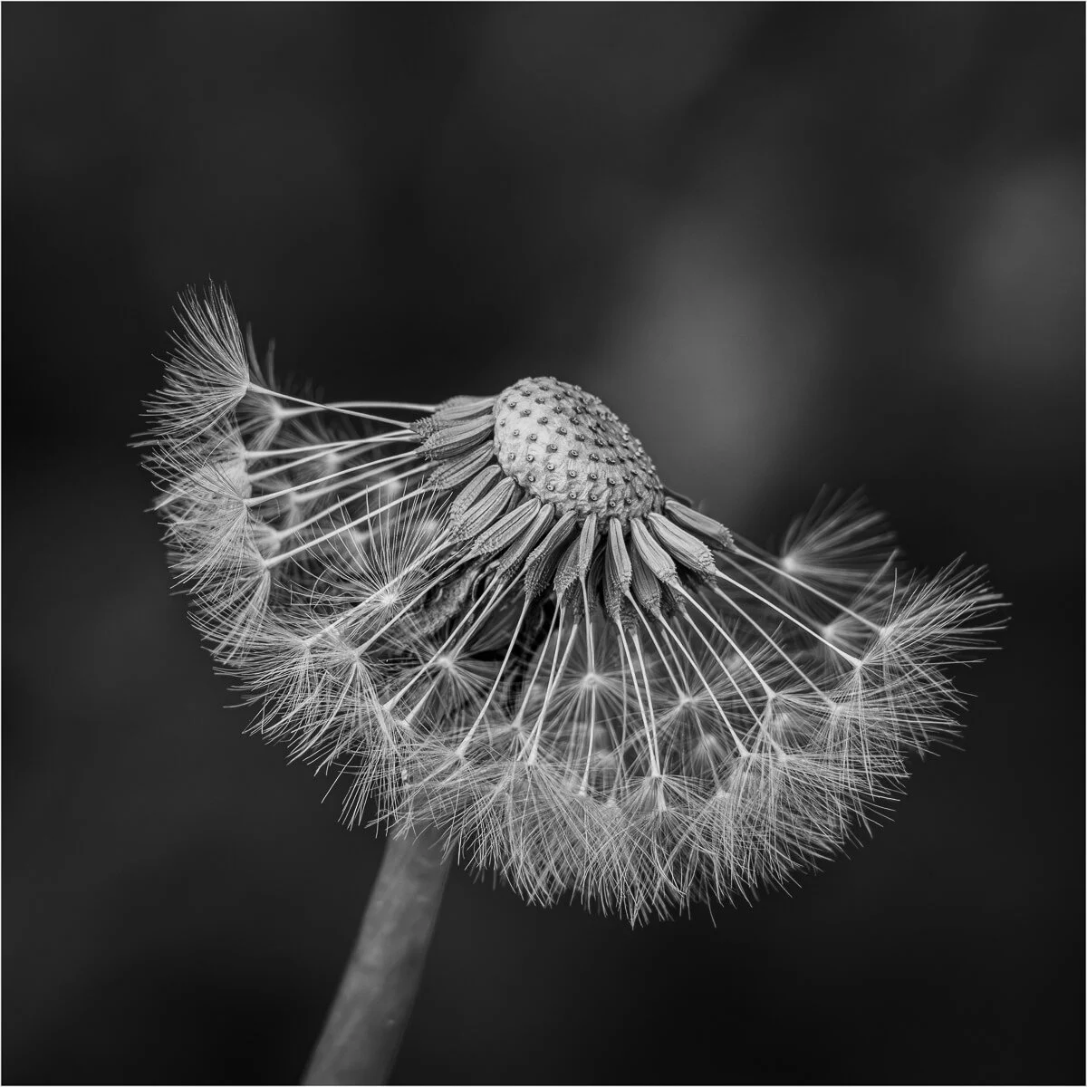 Dandelion Seeds - Karen Lodwidge