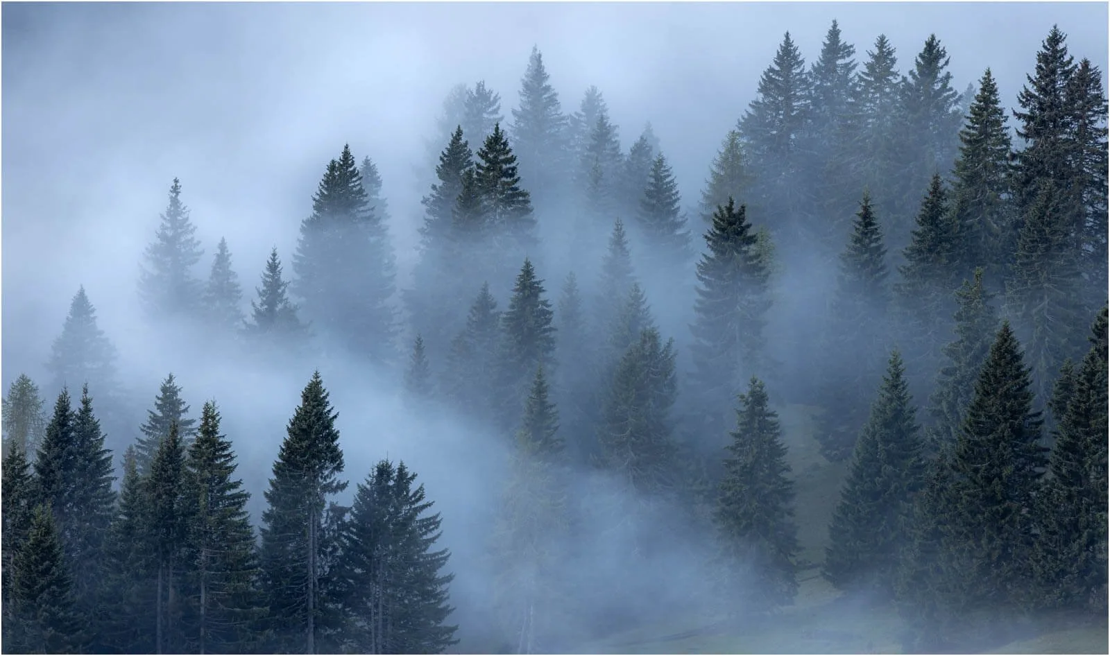 Dawn Forest - Keith Thomson