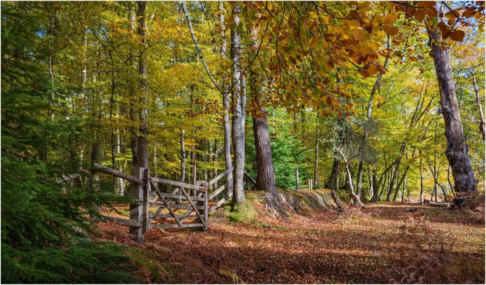 Boldre Wood - Phil Beard