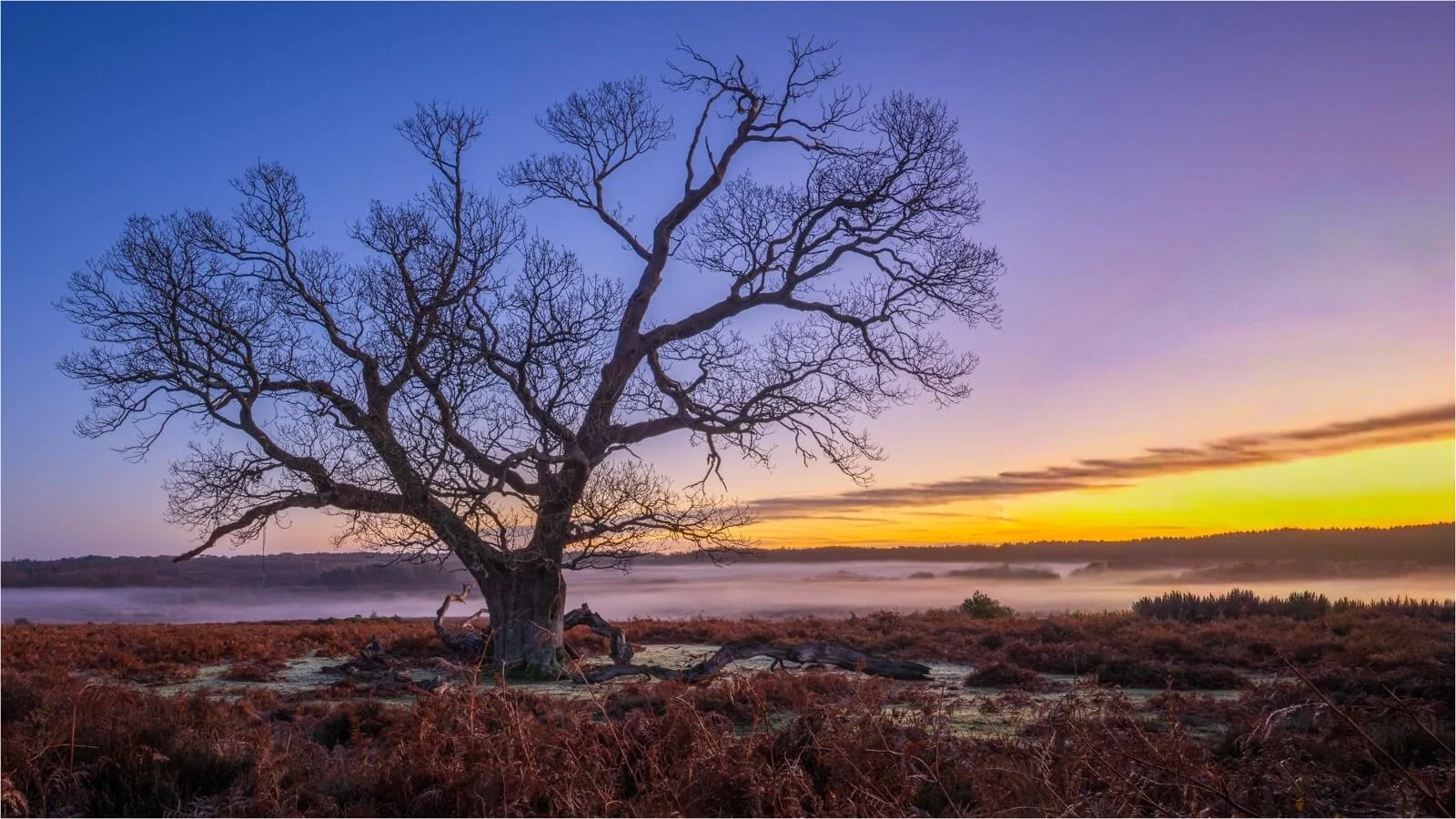 Alone in the Forest - Tim Rosier