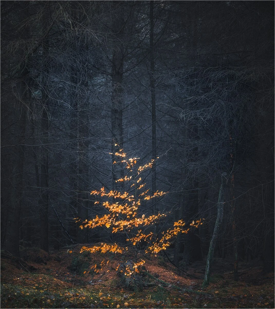 2nd - Forest Embers - Tony White