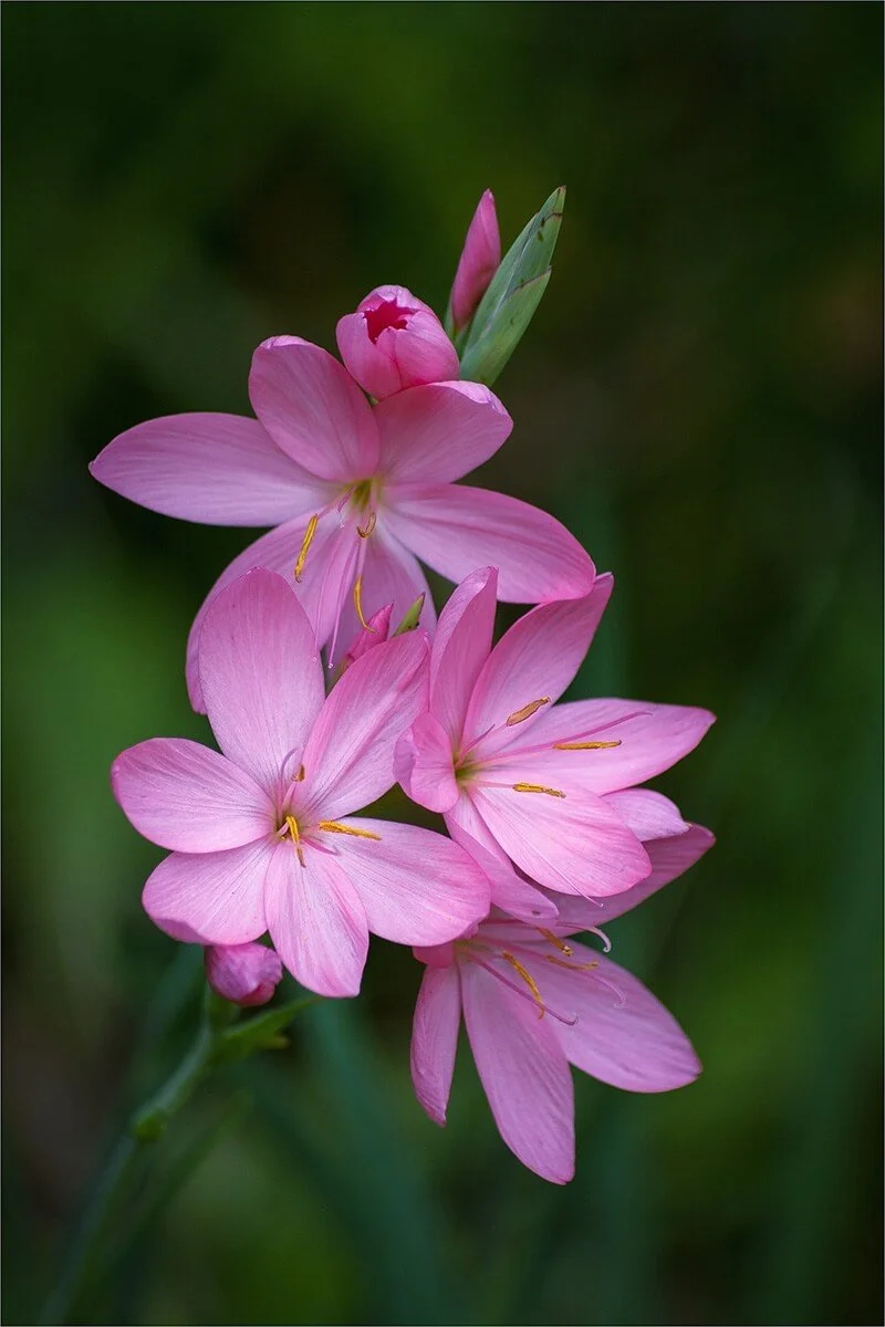 Crocosmia Rosea - Lyn Rendall