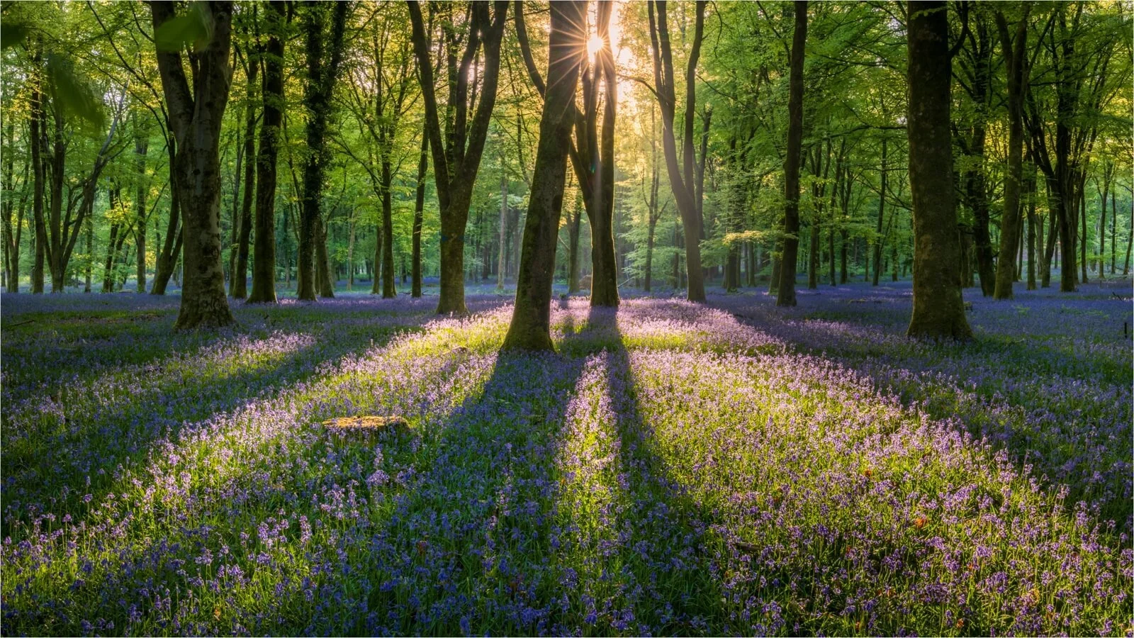 Bluebells at Sunrise - Tim Rosier - Highly Commended