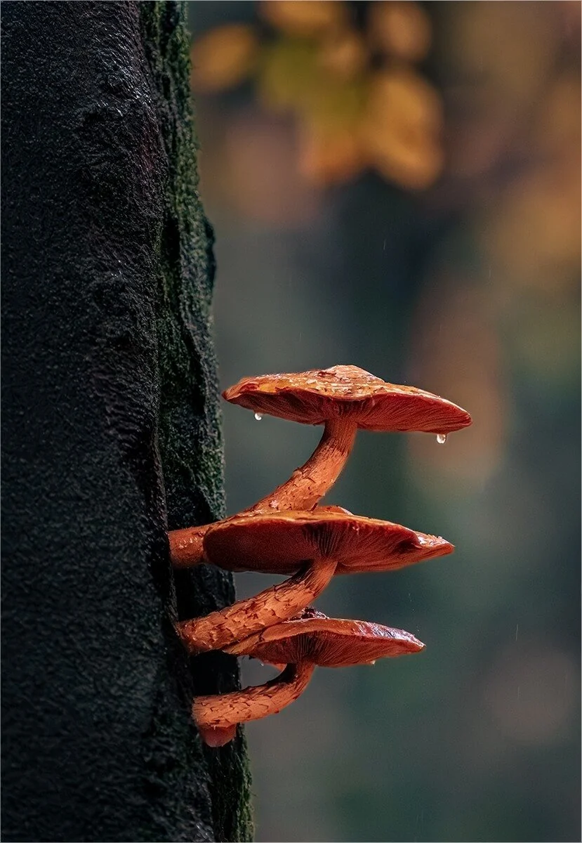 1st Place - "Drops &amp; Caps" - Tony White