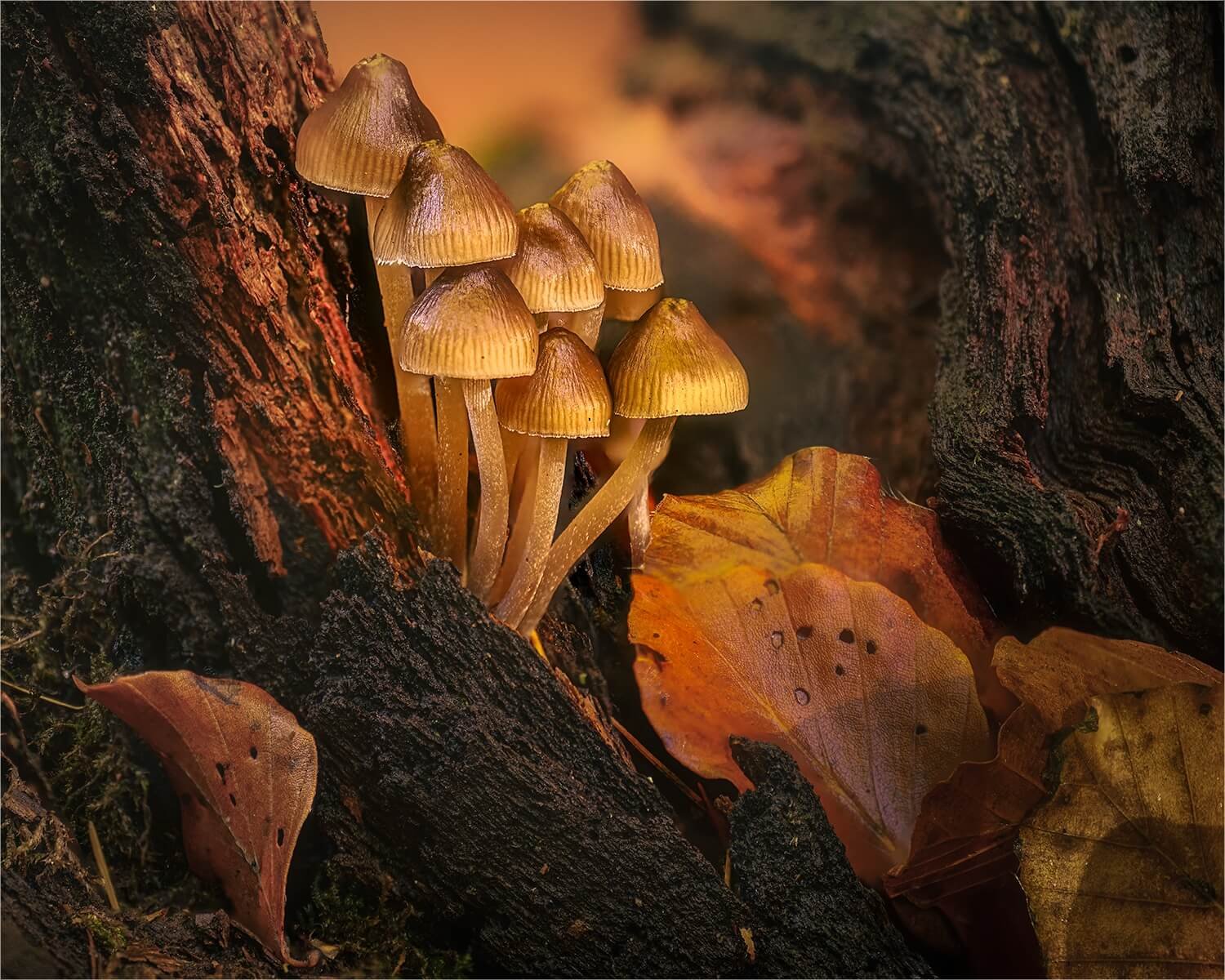 Woodland Glow - Tony White