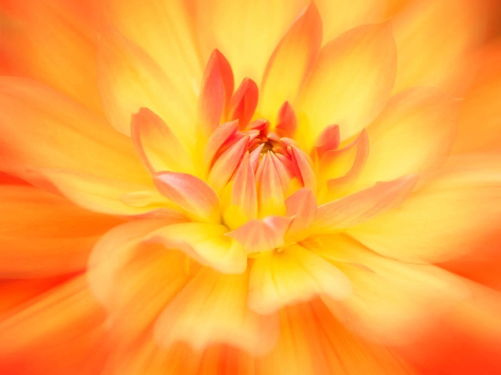 Members_Malcolm Niekirk_Firepot_1_10.jpg