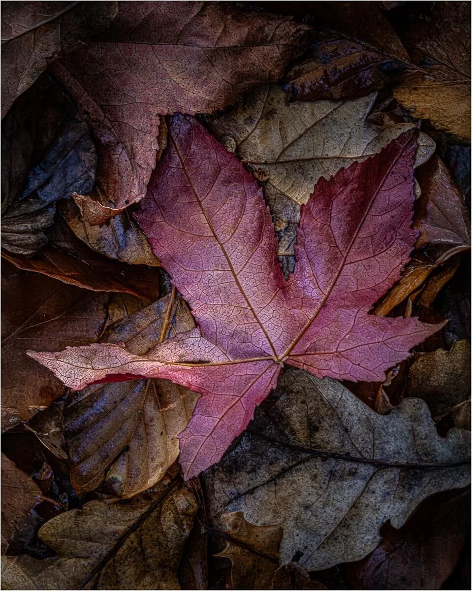 Members_Karen Lodwidge_Light in the dark_1_10.jpg