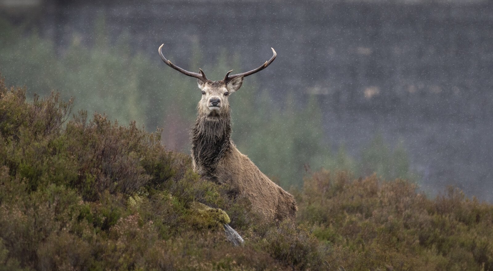 Jim Pascoe-Red Deer Highlands-10