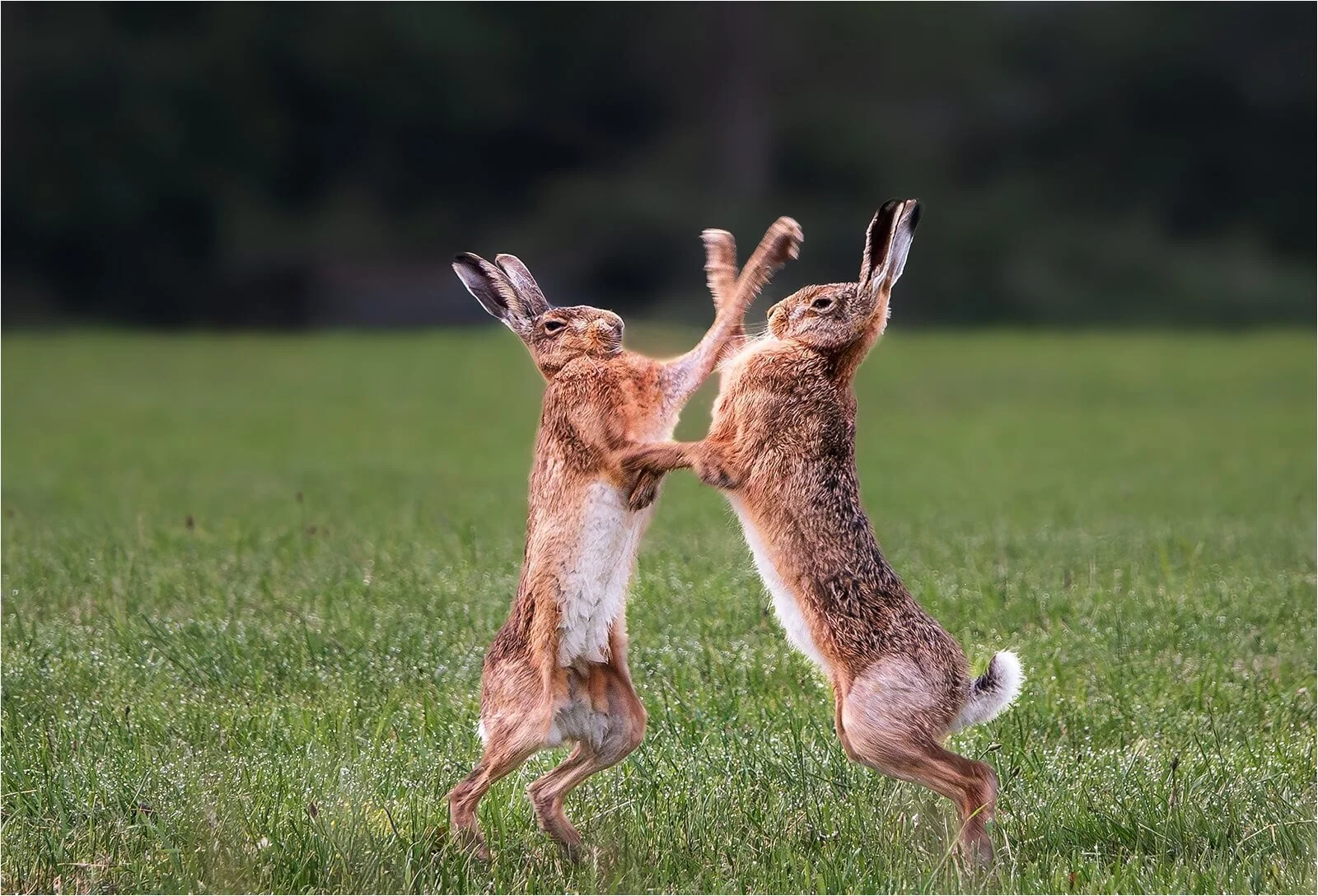 Laura White - Boxing Hares - 10
