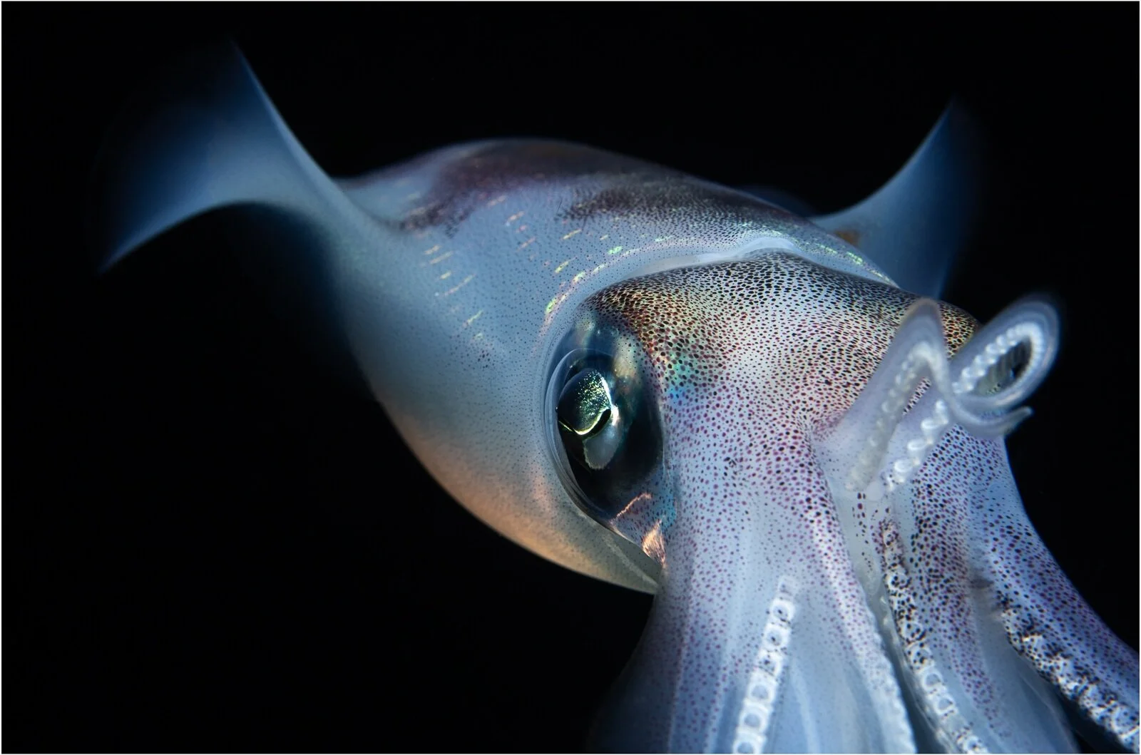 Members_Chris Boddington_Bigfin Reef Squid at hunting at night_1_10.jpg