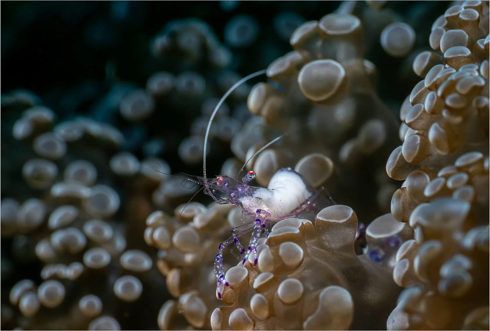 Members_Chris Boddington_Anemone Shrimp_1_10.jpg