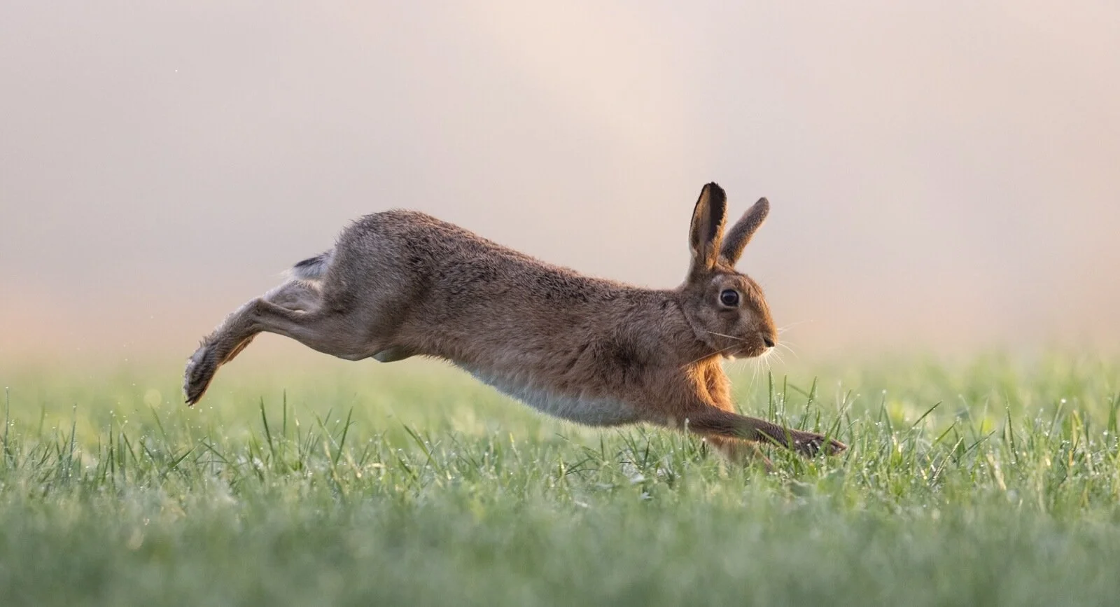 Members_Nicky Pascoe_Running Hare_1_10.jpg