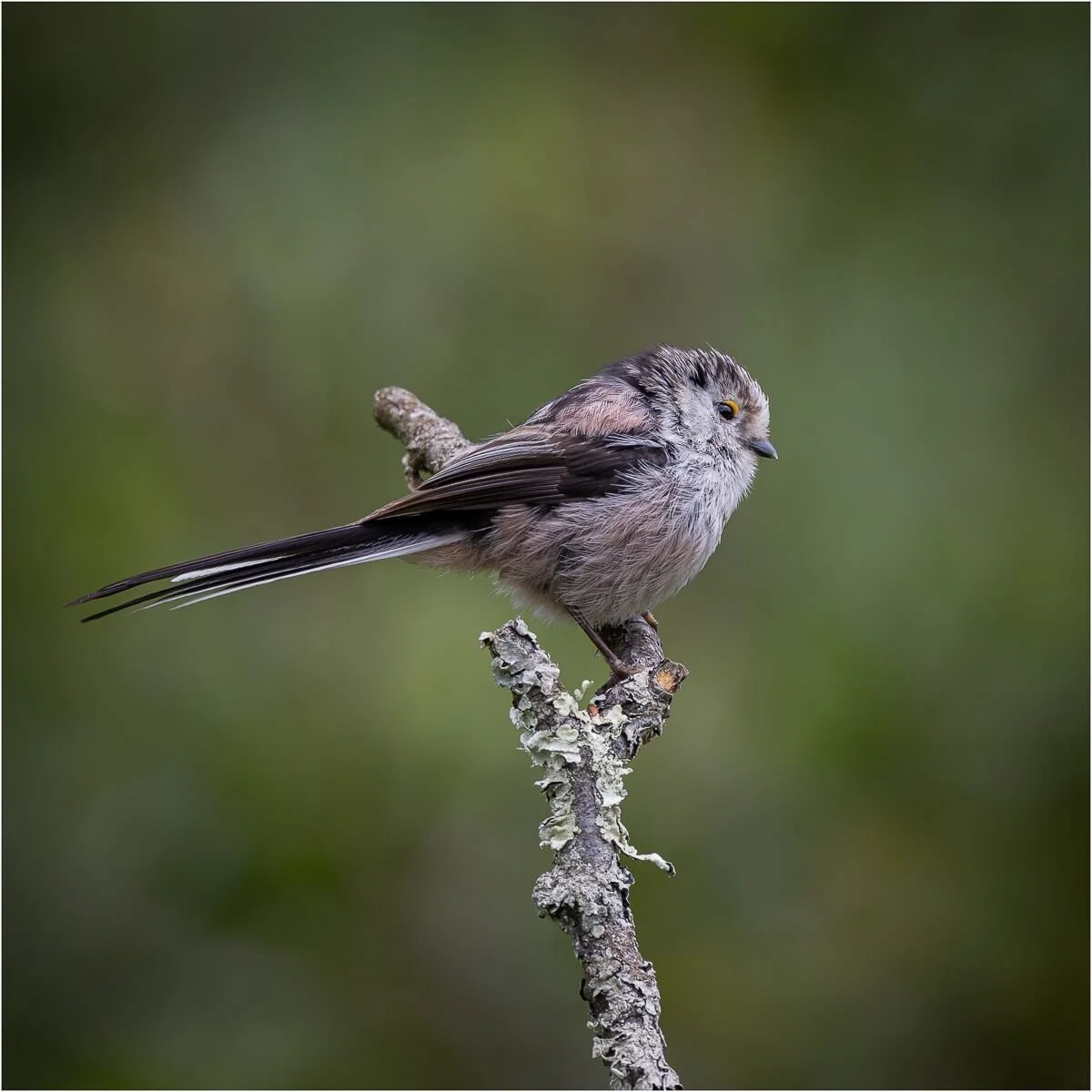 Members_Karen Lodwidge_Longtailed Tit_1_10.jpg