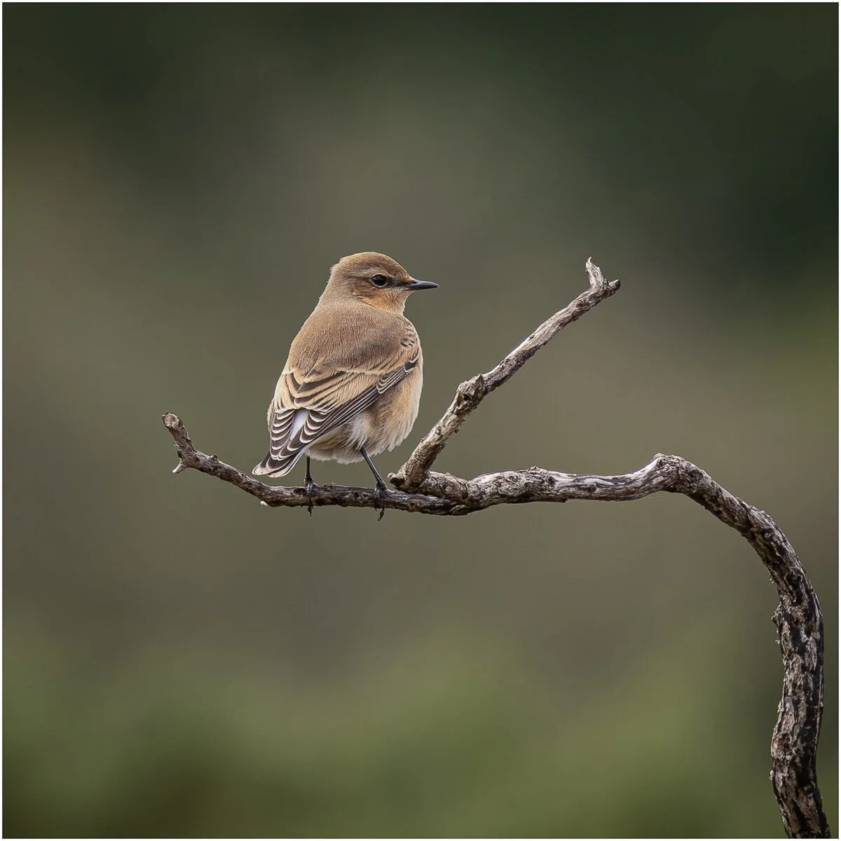 Members_Karen Lodwidge_Norther Wheatear_1_10.jpg