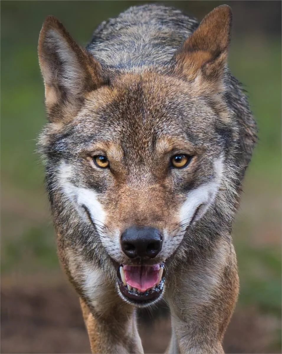 Members_Laura White_A wolf's Focus_1_9.5 copy.jpg